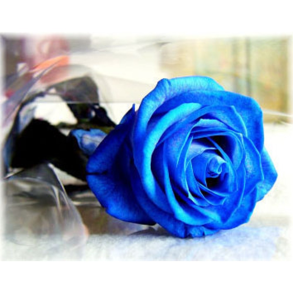 Lucky One - 1 Stem Bouquet Lucky One - 1 Stem Bouquet