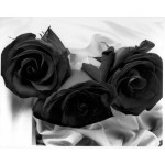 Black Flashing - 3 Stems Bouquet