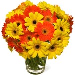 Circus Gerberas - 20 Stems In Vase