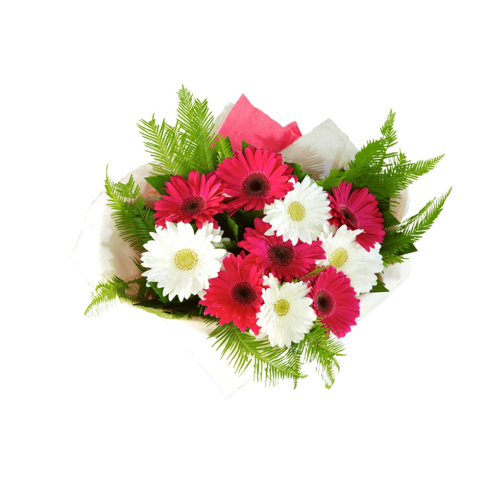 Pink and White Gerbera - 12 Stems Bouquet