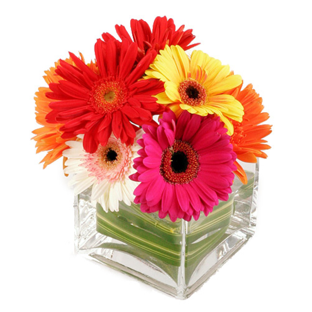 Delightful Daisies - 10 Stems Vase