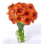 Dozen Orange Gerbera Daisies - 12 Stems Vase
