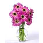 Fuchsia Gerbera Daisies - 7 Stems Vase