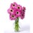 Fuchsia Gerbera Daisies - 7 Stems Vase