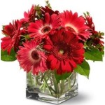 Fever Frenzy - 12 Stems Vase