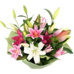 Three Colours Lily